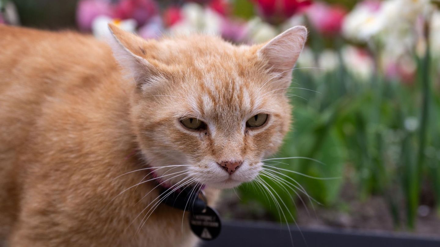 Eine Katze (Symbolbild)