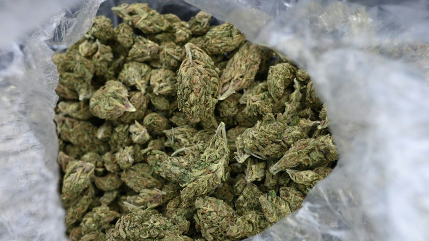 Cannabis