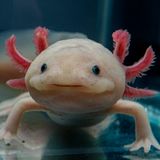 Superkraft: Das Axolotl ist ein Regenerationskünstler