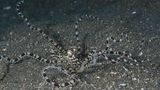 Superkraft: Der Mimik-Oktopus kann sich verwandeln