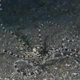 Superkraft: Der Mimik-Oktopus kann sich verwandeln