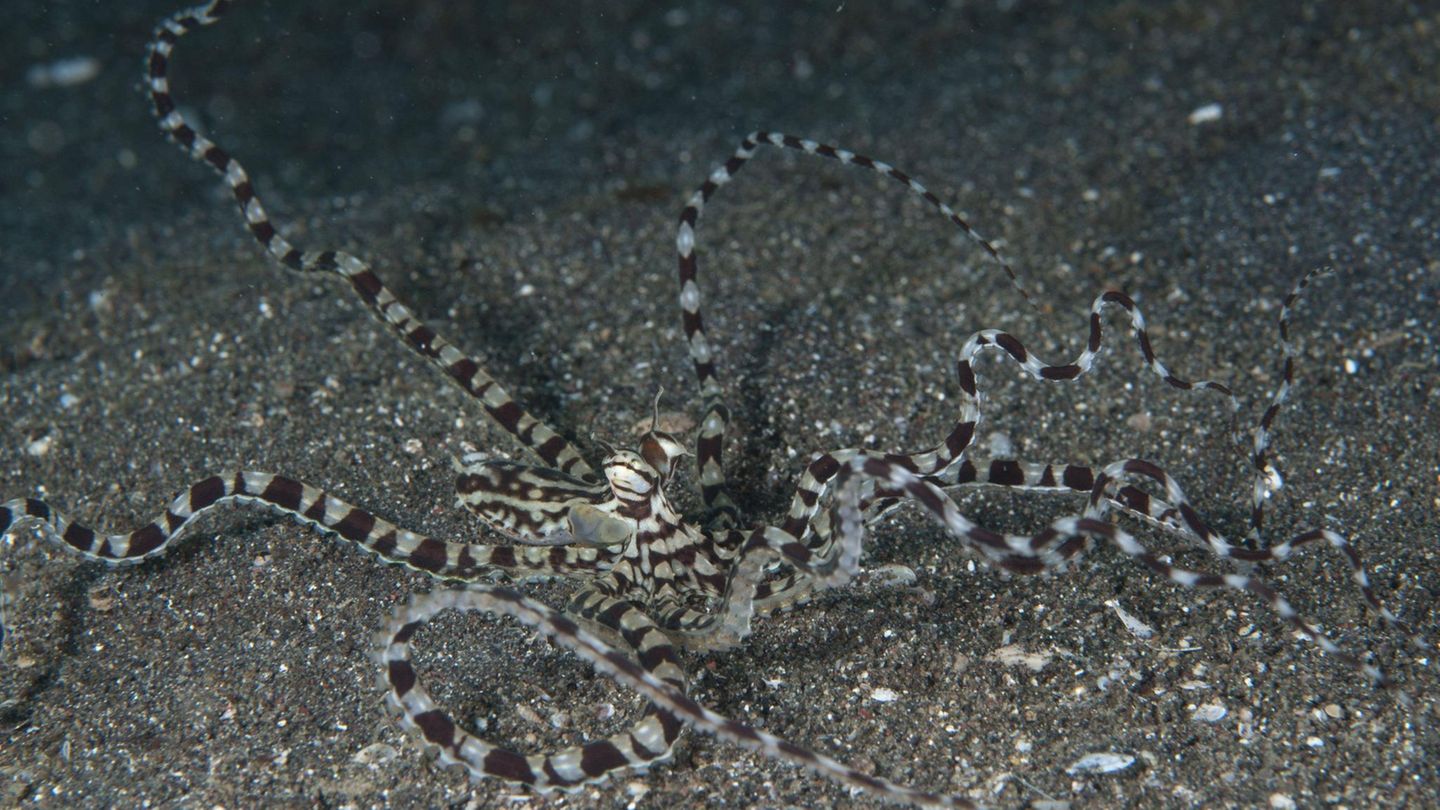 Superkraft: Der Mimik-Oktopus kann sich verwandeln