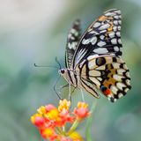 Superkraft: Schmetterlinge haben ein gutes Gedächtnis