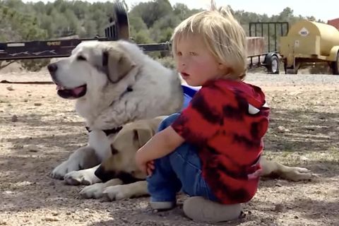 Rettungshund Buford und Boden sitzen auf dem Sandboden einer Ranch