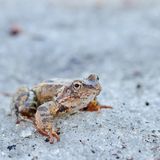 Superkraft: Der Waldfrosch ist ein Überlebenskünstler