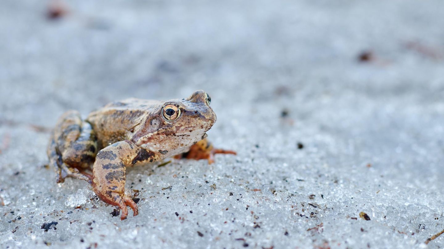 Superkraft: Der Waldfrosch ist ein Überlebenskünstler Superkraft: Der Waldfrosch ist ein Überlebenskünstler