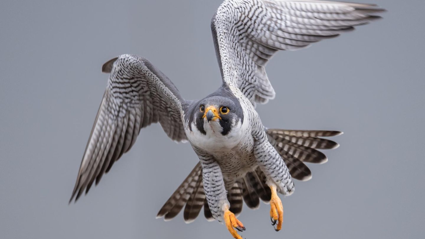 Animals with superpower: these skills make people jealous