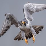 Superkraft: Wanderfalke sieht besonders gut