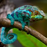 Superkraft: Chamäleon mit Rundumblick