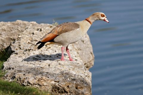 Eine Nilgans