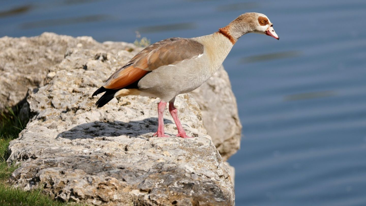 Eine Nilgans