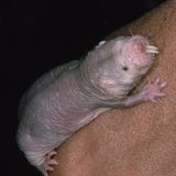 Superkraft: Nacktmull ist krebsresistent