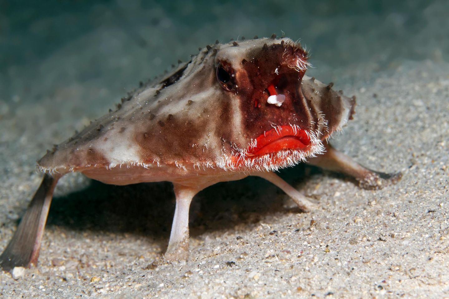 Unterwasserfoto: Seefledermaus auf sandigem Grund