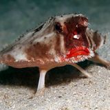 Unterwasserfoto: Seefledermaus auf sandigem Grund