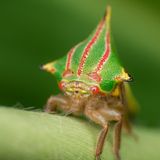 Grün-rot gestreifte Buckelzirpe sitzt auf einem Pflanzenstengel