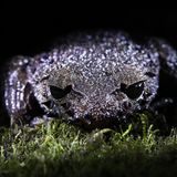 Taosze-Stachelkröte vor schwarzem Hintergrund