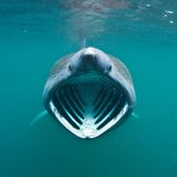 Unterwasserfoto: Riesenhai schwimmt mit geöffnetem Maul frontal auf einen zu