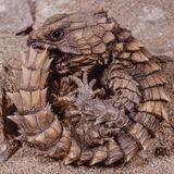 Eingerollter Panzergürtelschweif