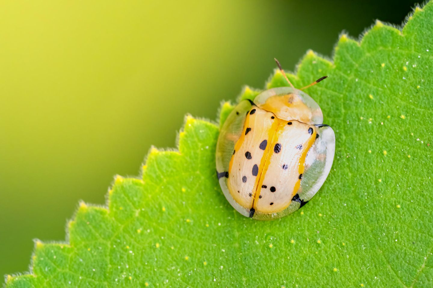 Schildkäfer auf einem grünen Blatt