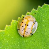 Schildkäfer auf einem grünen Blatt