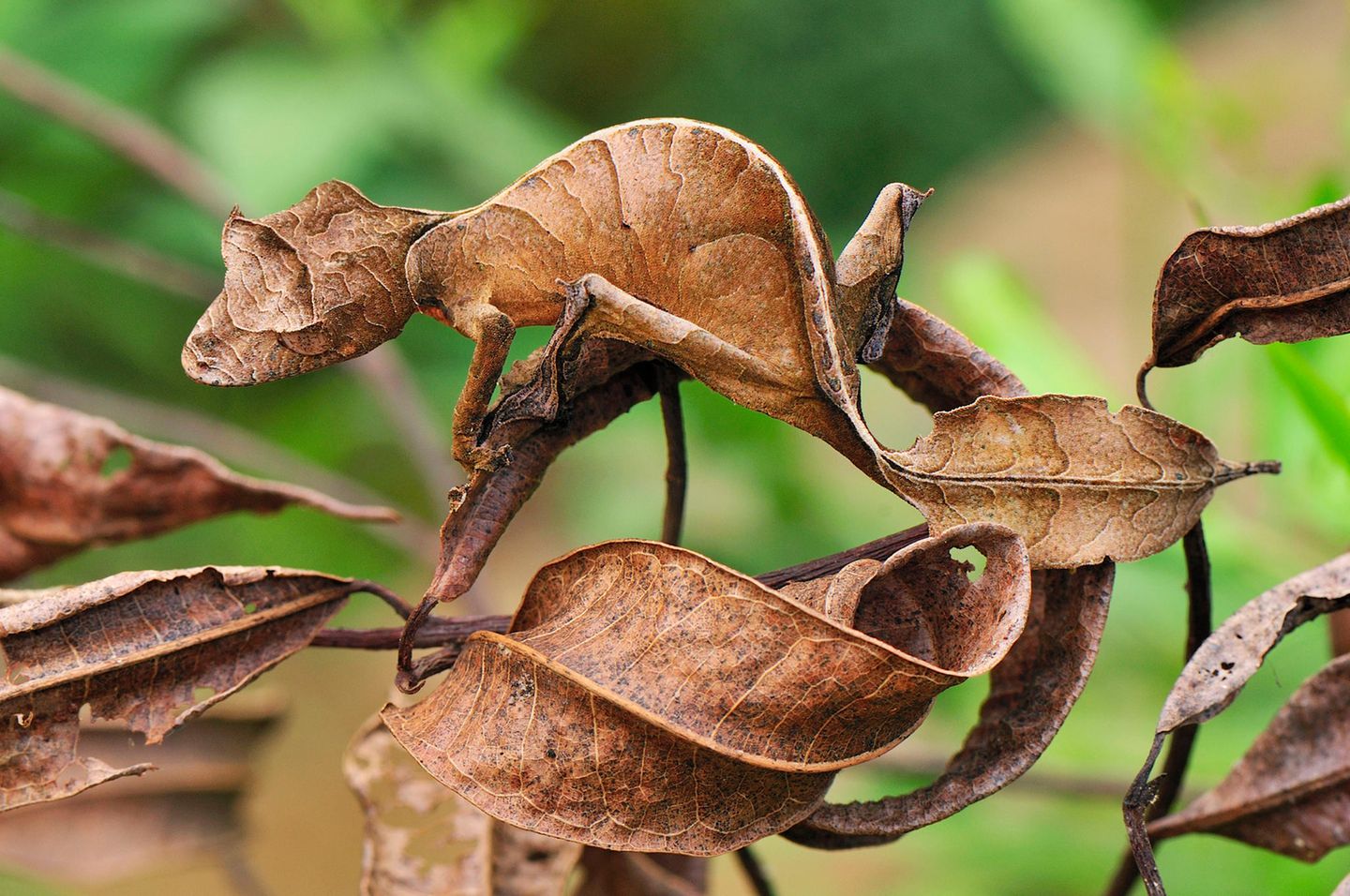 Blattschwanzgecko sitzt auf eine braunen Blatt