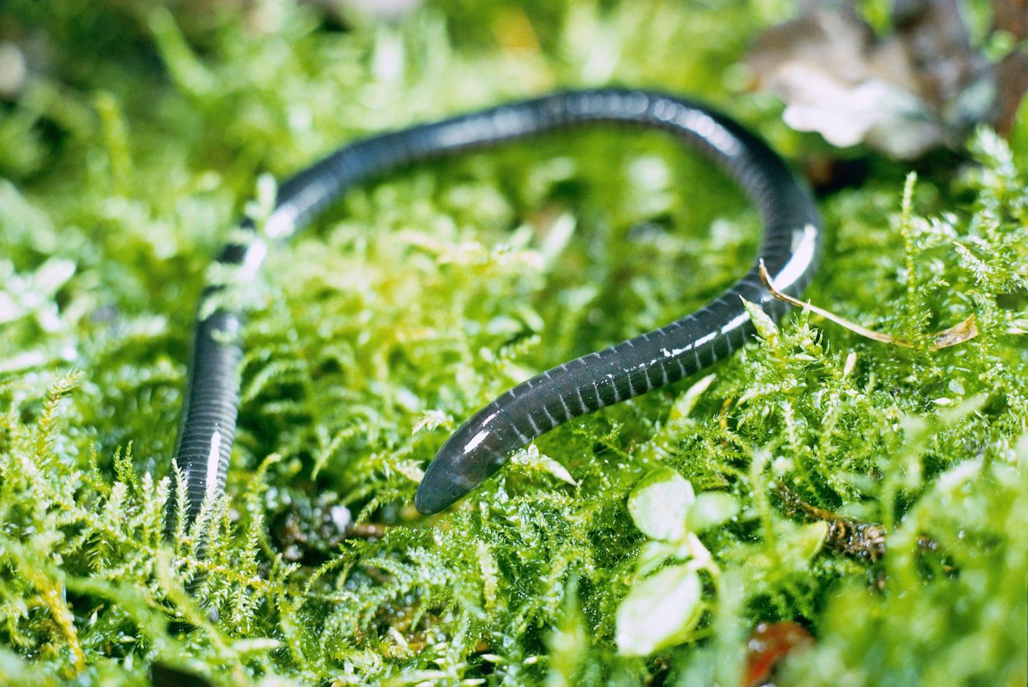 Blindwühle kriecht auf grünem Mossgrund