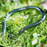 Blindwühle kriecht auf grünem Mossgrund