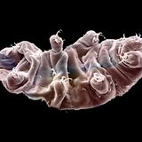 Superkraft: Das Bärtierchen ist unverwüstlich