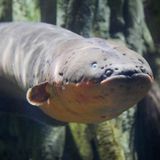 Superkraft: Zitteraal mit eingebautem Elektroschocker