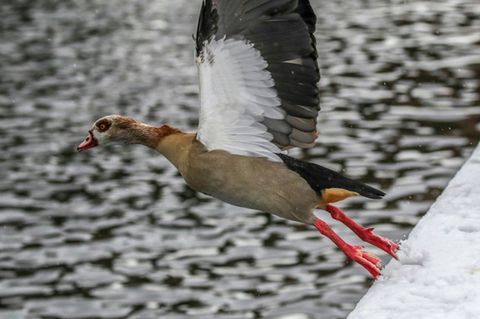 Nilgans