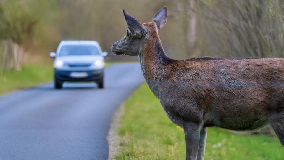 Ein Reh blickt von der Seite auf eine Straße. Im Hintergrund fährt an Auto heran