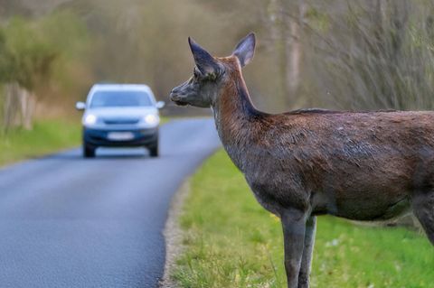 Ein Reh blickt von der Seite auf eine Straße. Im Hintergrund fährt an Auto heran