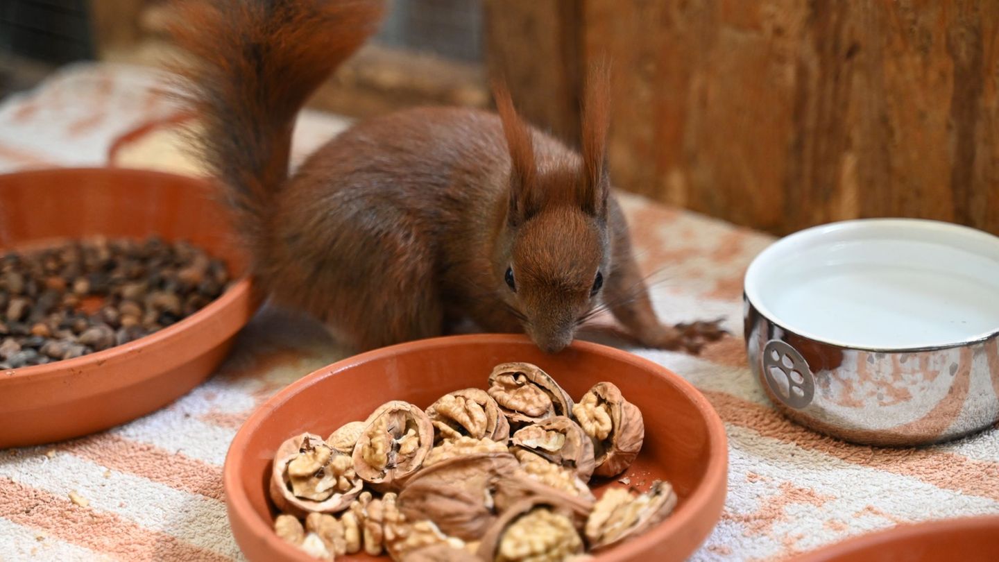 Wildtiere: Wenn Eichhörnchen vom Ast fallen: Klimawandel schwächt Tiere
