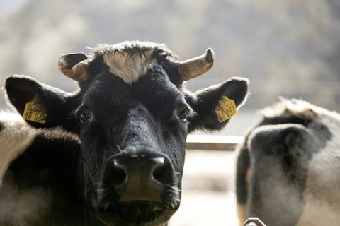Rind auf Bauernhof