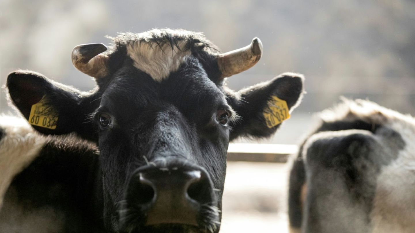 Rind auf Bauernhof