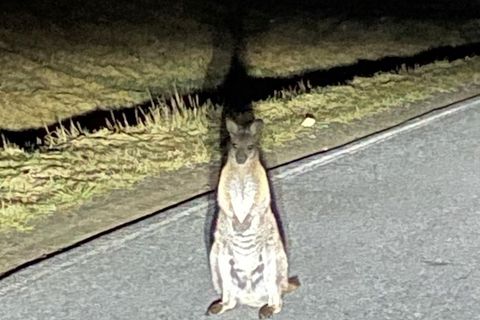 Känguru in Sachsen