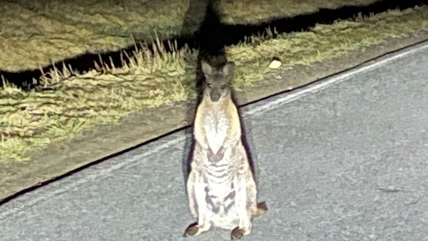 Känguru in Sachsen