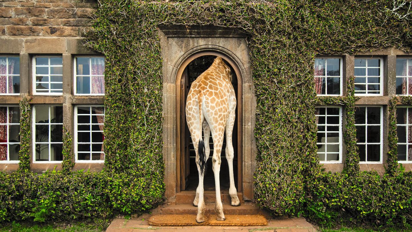 Giraffe Manor in Nairobi, Kenia