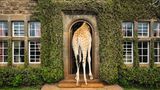 Giraffe Manor in Nairobi, Kenia