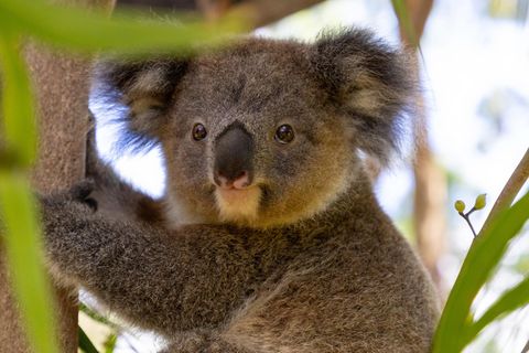 Koalas werden durch die Zerstörung ihres Lebensraums und durch Buschfeuer bedroht