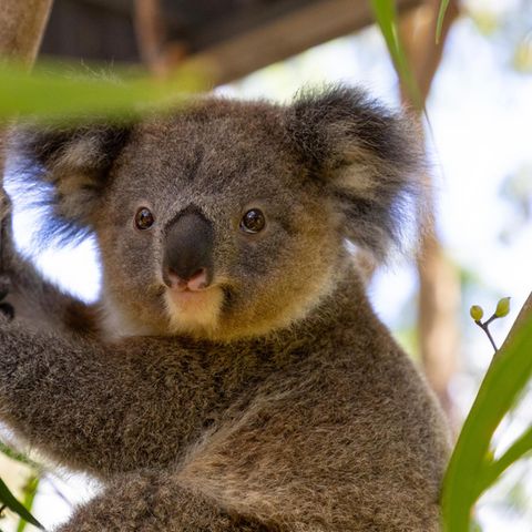 Koalas werden durch die Zerstörung ihres Lebensraums und durch Buschfeuer bedroht