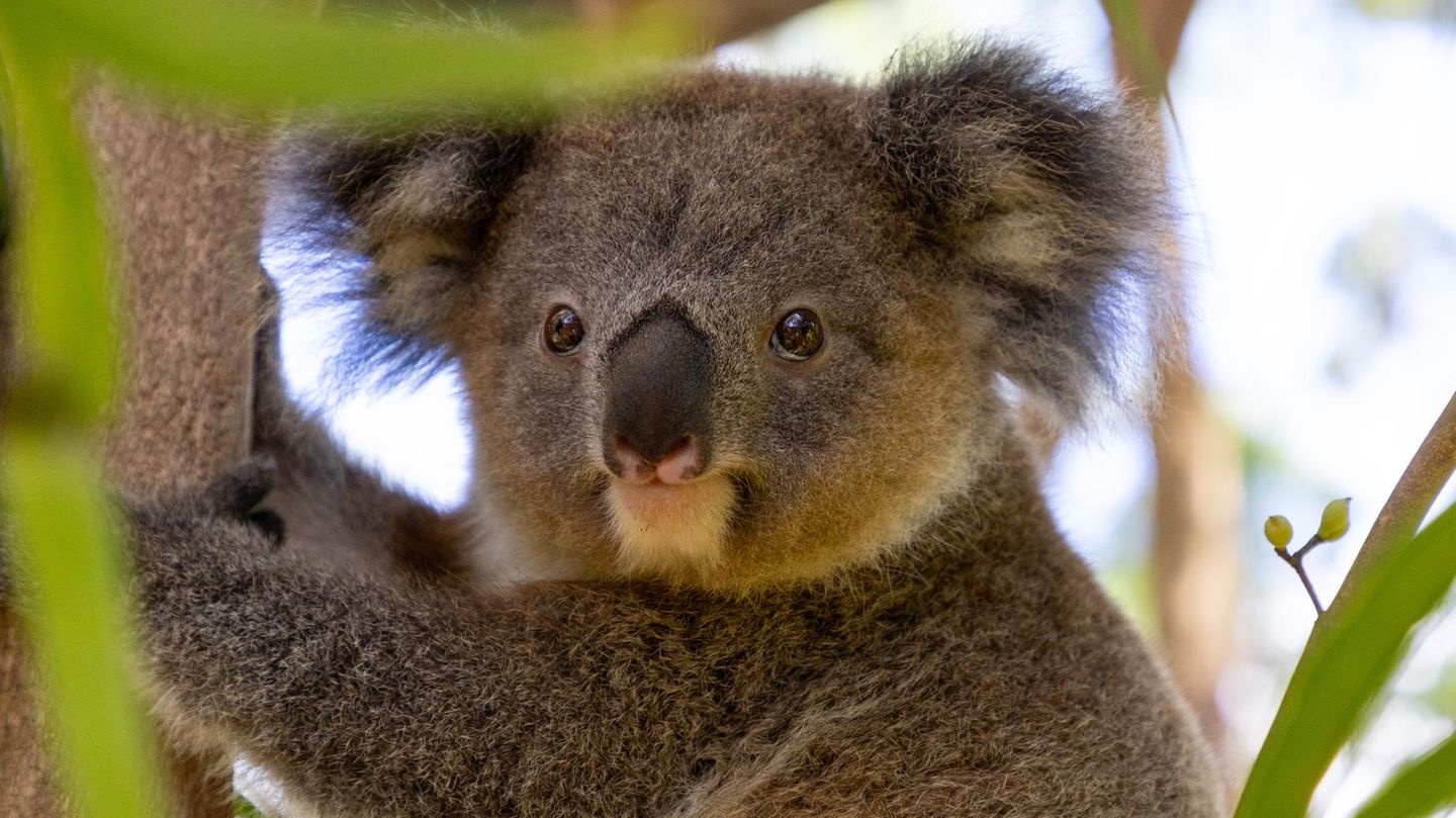 Koalas werden durch die Zerstörung ihres Lebensraums und durch Buschfeuer bedroht