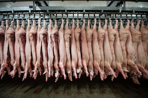 Halbe Schweine hängen in einem niedersächsischen Schlachthof am Haken