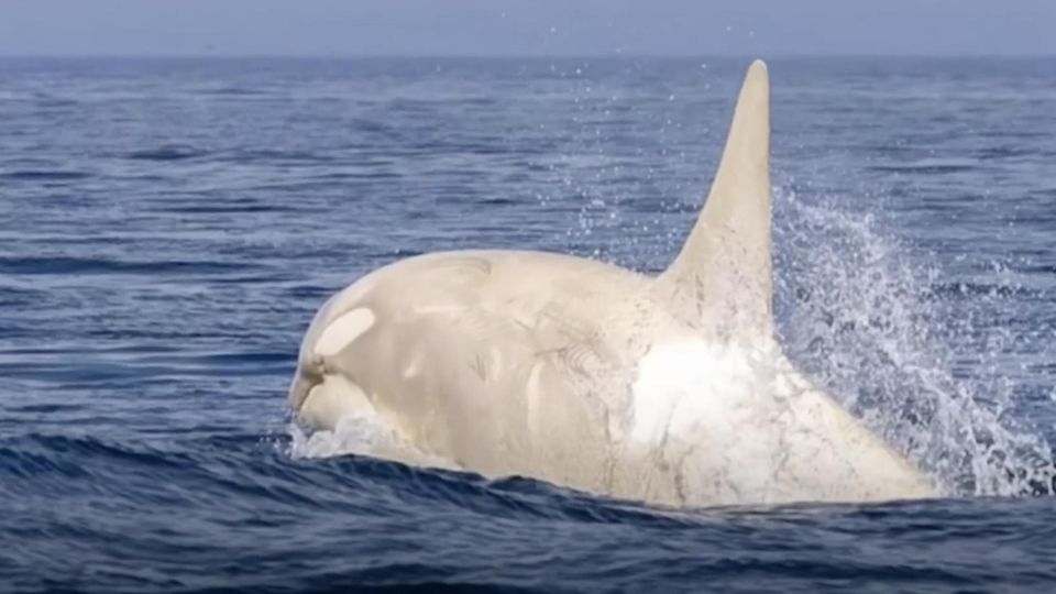 Extrem seltener Albino-Wal vor Japan gesichtet (Video)