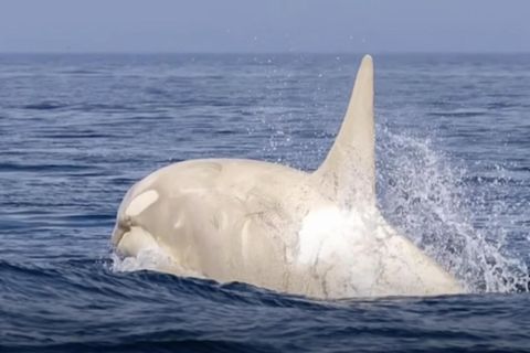 Extrem seltener Albino-Wal vor Japan gesichtet (Video)
