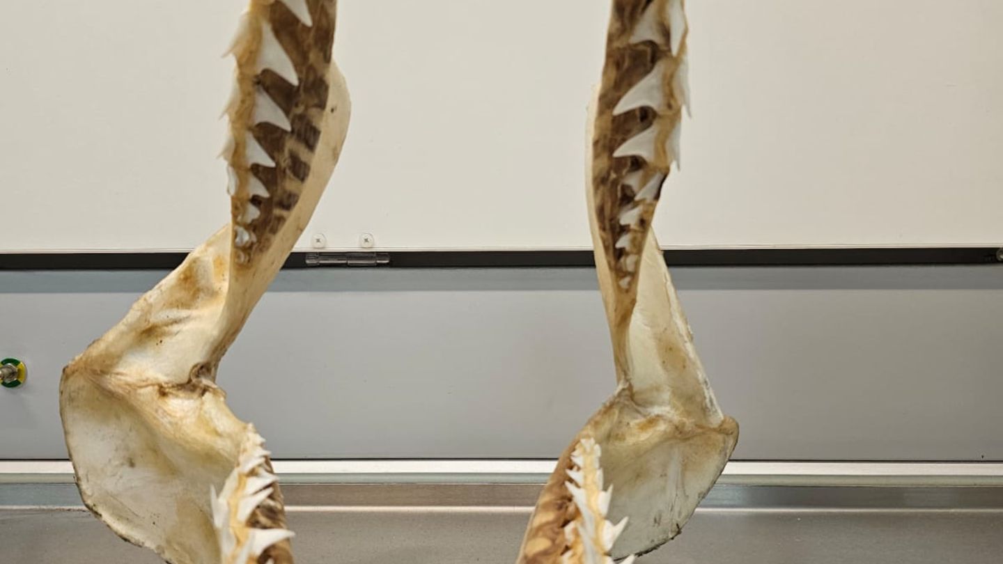 Munich Airport: Customs discover smuggled shark bite