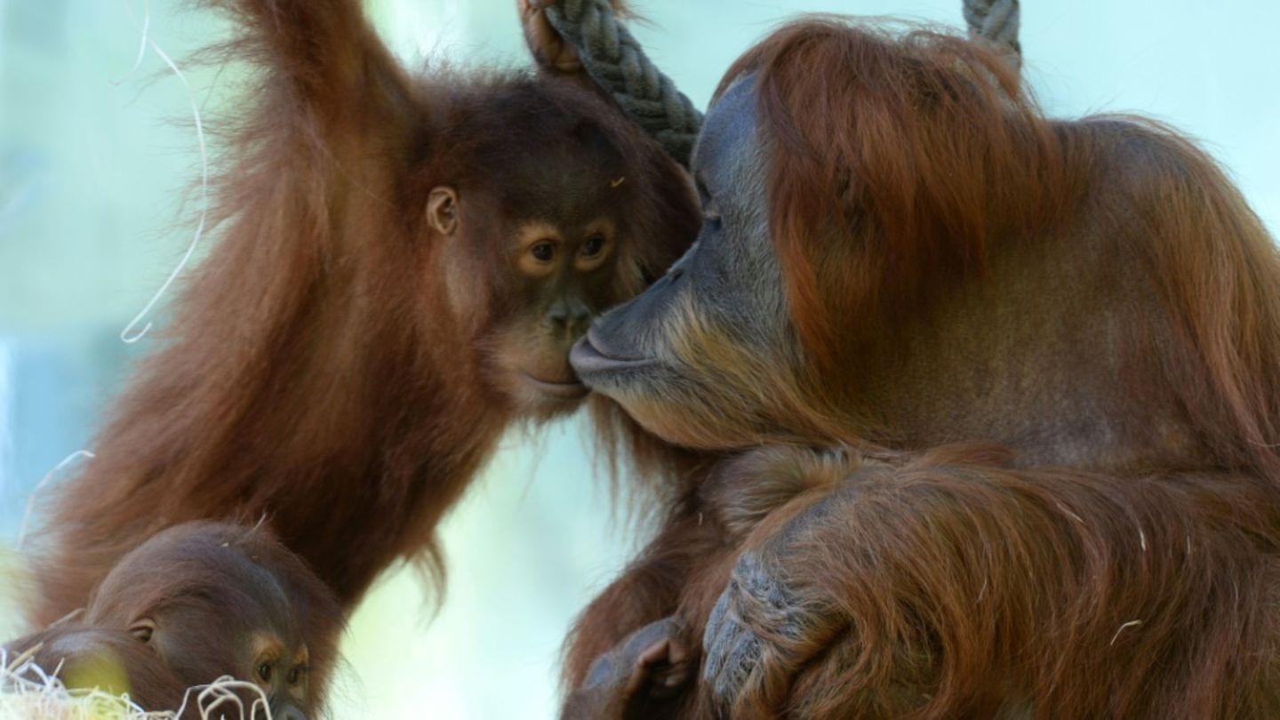Sumatra-Orang-Utans in Münchner Tierpark 2014