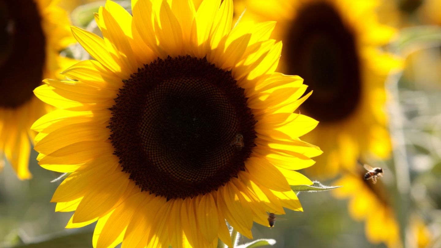 Sonnenblume