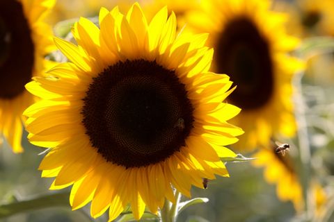 Sonnenblume