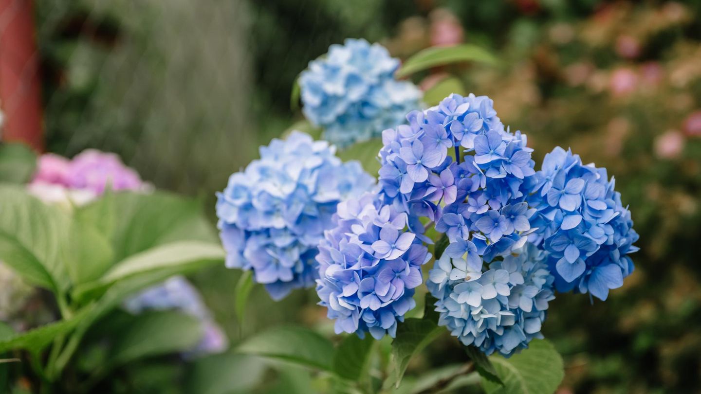 Hortensien düngen: Blau blühende Hortensie